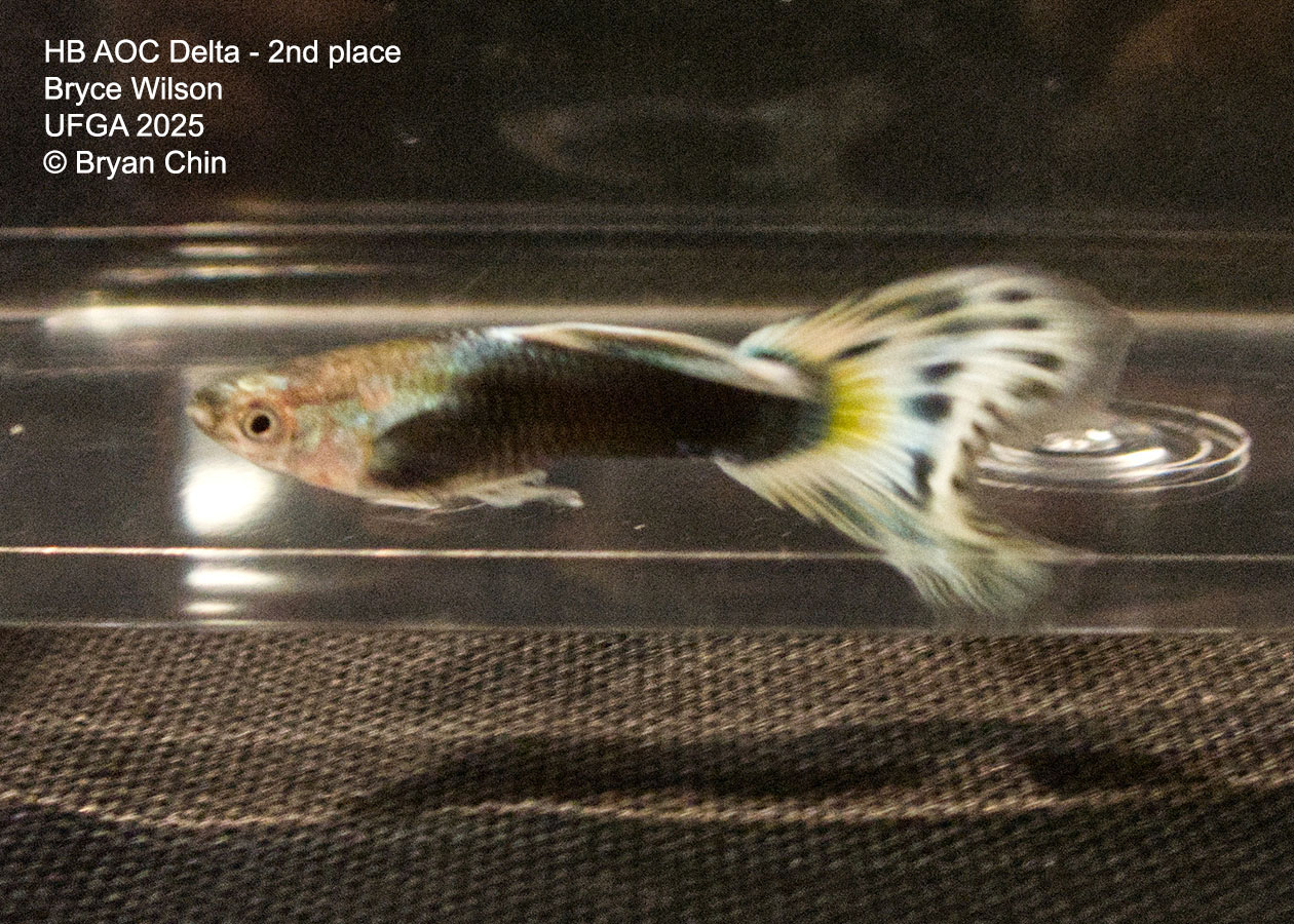Guppy HB Bicolor